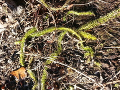 Lycopodiella
