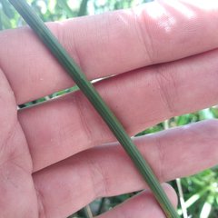 Cyperus