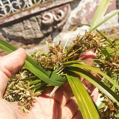 Cyperus