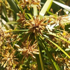 Cyperus