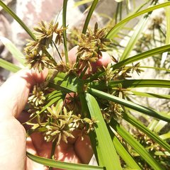 Cyperus