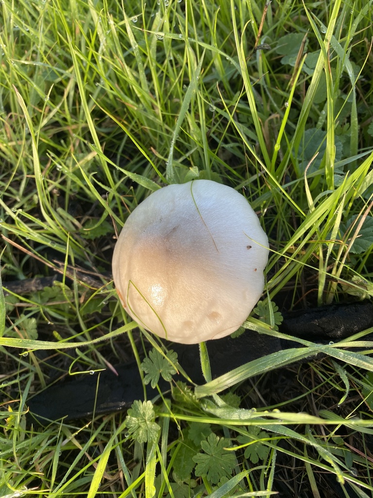Volvopluteus gloiocephalus · January 2026 · photo: © ahaislip (iNaturalist, cc0)