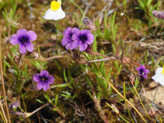 Monopsis debilis
