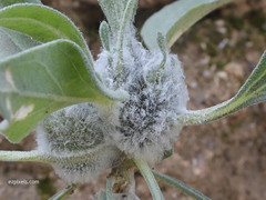 Asphondylia enceliae