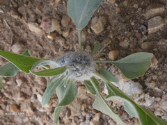 Asphondylia enceliae