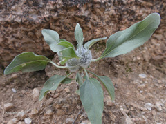 Asphondylia enceliae