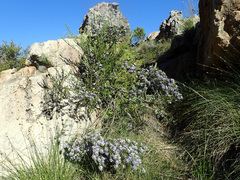 Psoralea intonsa
