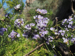 Psoralea intonsa