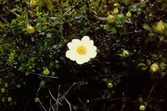 Rosa bracteata