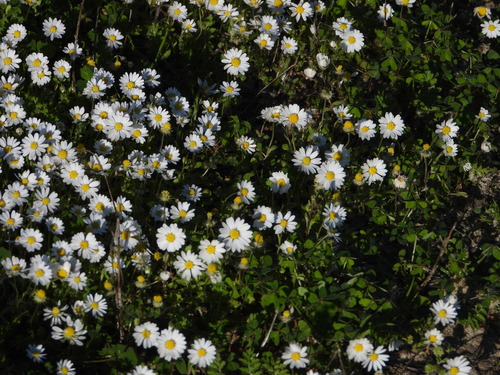 Annual daisy