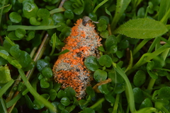 Stilbella fimetaria