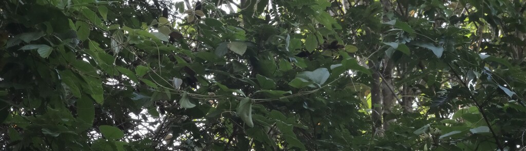 Passiflora vespertilio; photograph (c) fmunoz, some rights reserved (CC BY)