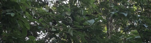 Passiflora vespertilio
