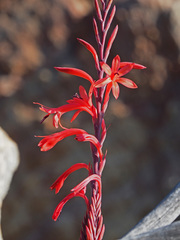 Watsonia vanderspuyae