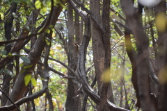 Chrysocolaptes guttacristatus