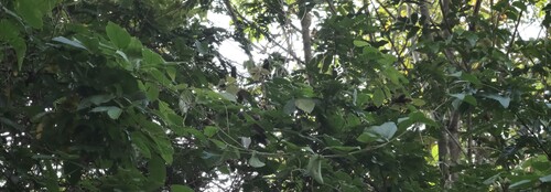 Passiflora vespertilio, photograph 1