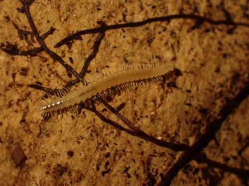 Semiosoma bordei