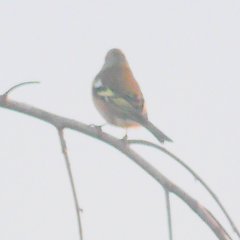 Fringilla coelebs coelebs