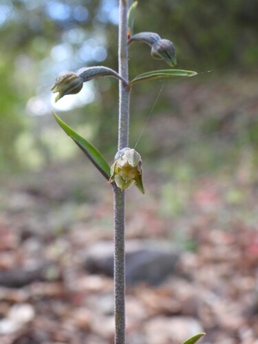 Small-leaved Helleborine (Epipactis microphylla)