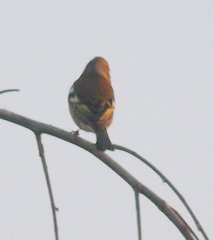 Fringilla coelebs coelebs