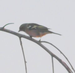 Fringilla coelebs coelebs