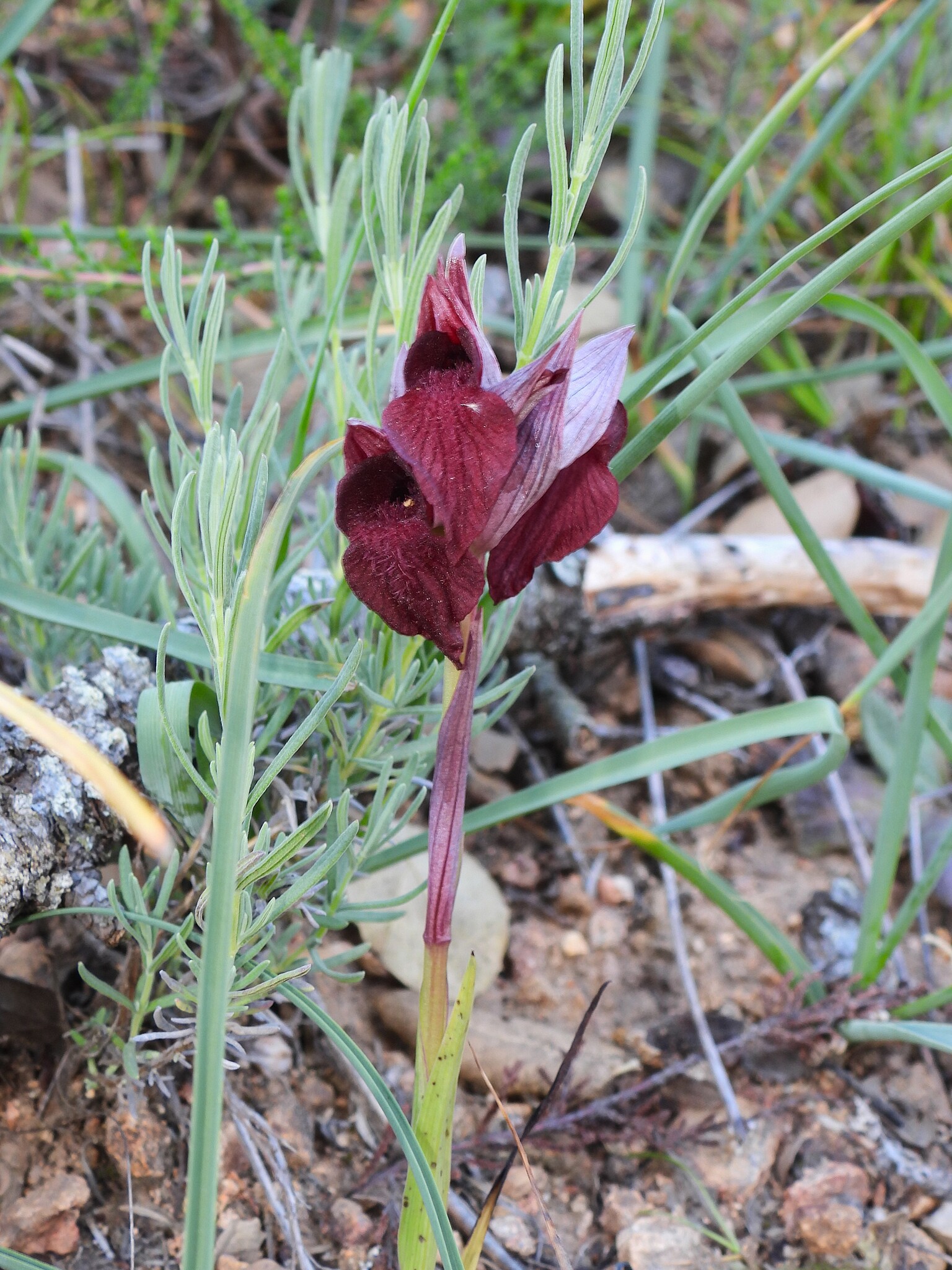 Heart-Flowered Serapias (Serapias cordigera)