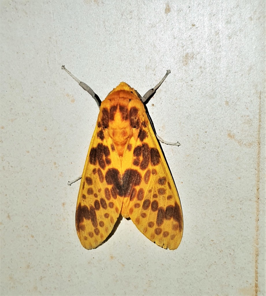 Symphlebia neja