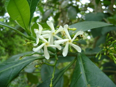 Tabernaemontana alba