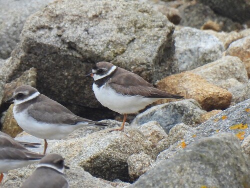 Chorlitejo semipalmeado (Charadrius semipalmatus)