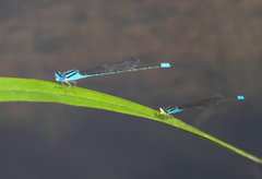Pseudagrion australasiae
