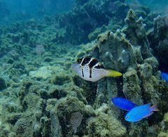 Paraluteres prionurus