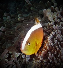 Amphiprion sandaracinos