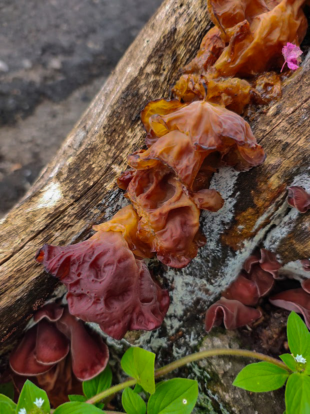 Auricularia fuscosuccinea · December 2025 · photo: © julianahoppe_ (iNaturalist, cc-by-nc)