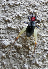 Trigonidium erythrocephalum