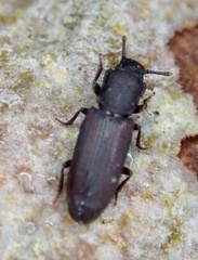 Pycnomerus fuliginosus