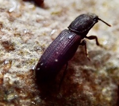 Pycnomerus fuliginosus