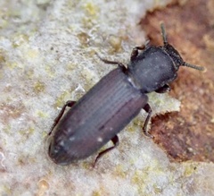 Pycnomerus fuliginosus