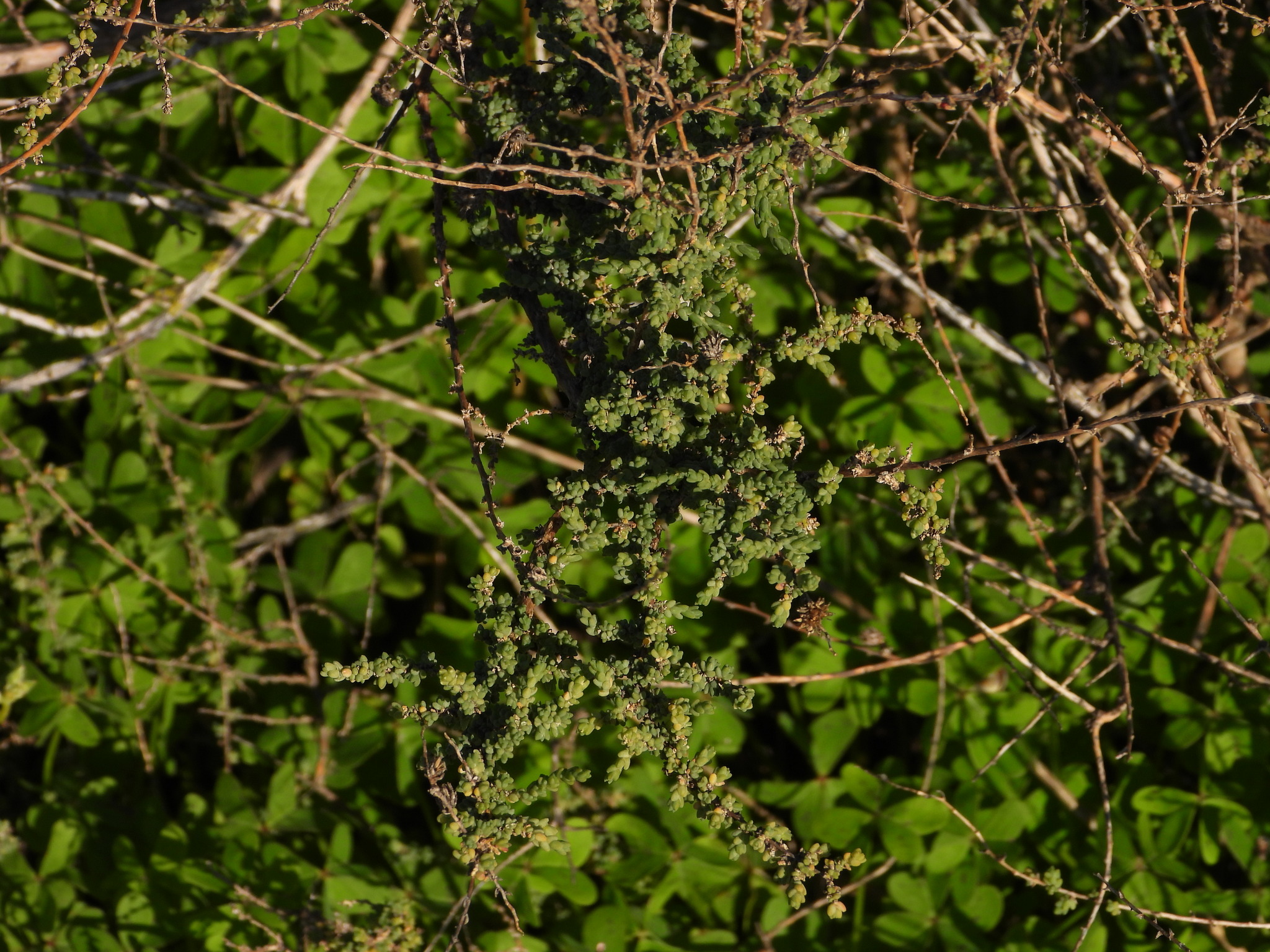 Mediterranean saltwort