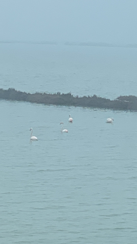 Greater flamingos