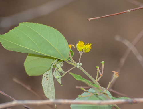 Image of Grewia tiliifolia by no rights reserved
