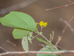 Grewia tiliifolia