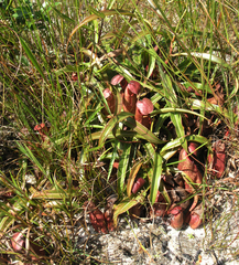 Nepenthes
