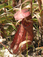 Nepenthes