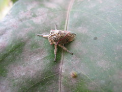 Metcalfiella