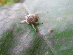 Metcalfiella