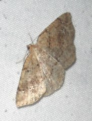 Homochlodes disconventa