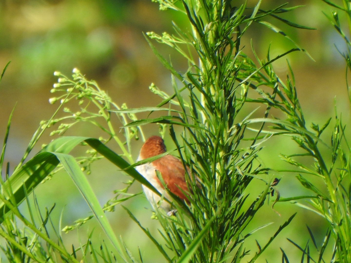 Yellow-chinned Spinetail (Certhiaxis cinnamomeus), photo 4