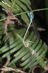 Pseudagrion williamsoni