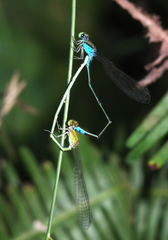 Pseudagrion williamsoni