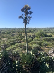 Agave shawii shawii